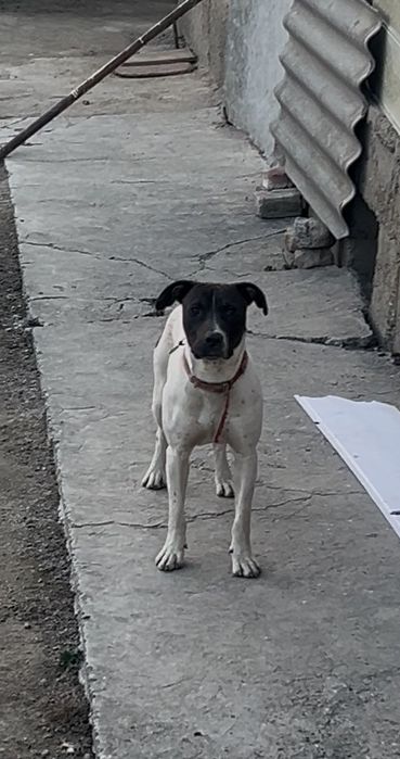 Pitbul yaxshi qollarga berip yuboraman