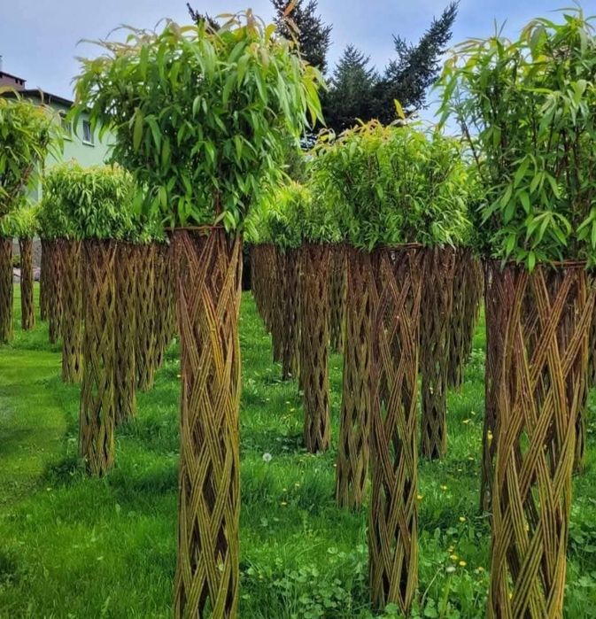 Salix America 180 cm de la ghiveci de in sus