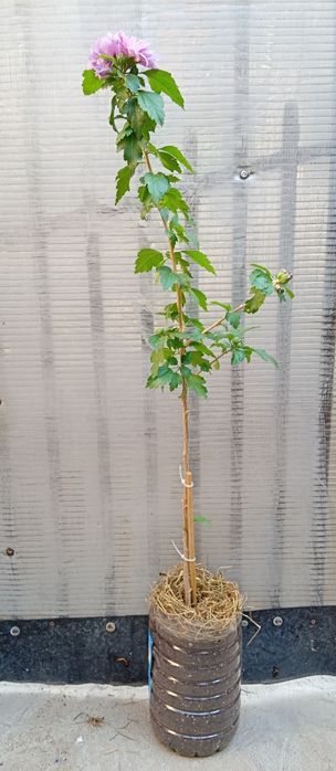 Plante Hibiscus Ardens/Redheart