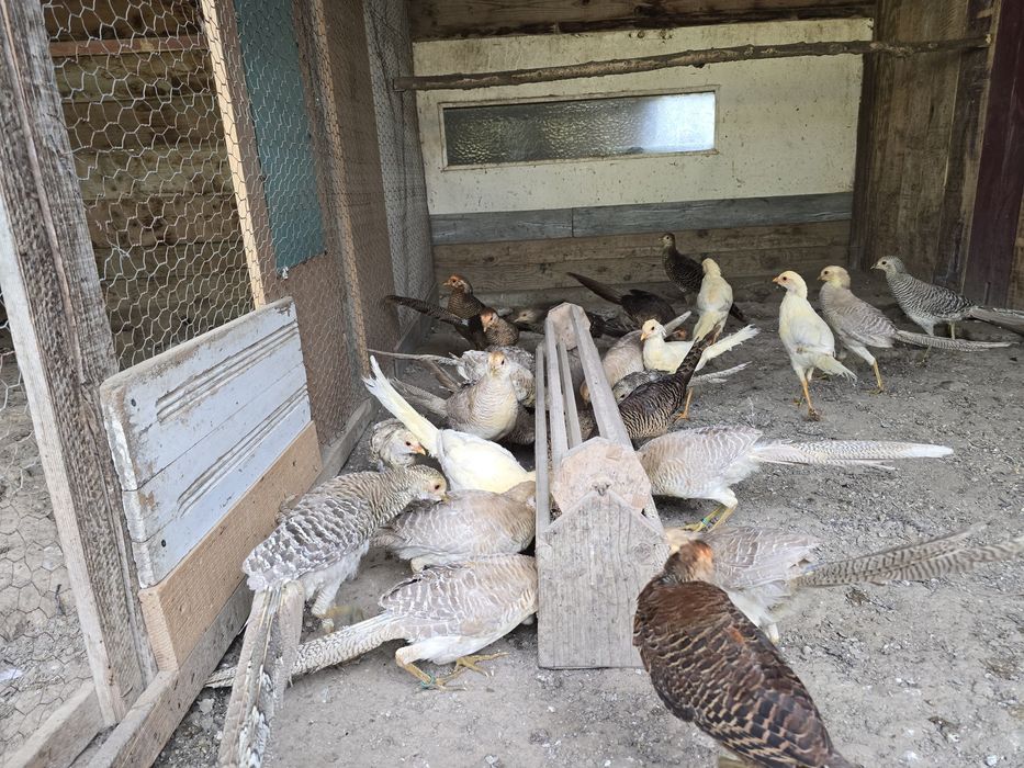 Vand fazani masculi aurii 2025