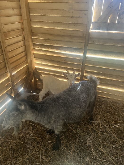 Capra de lapte cu ied