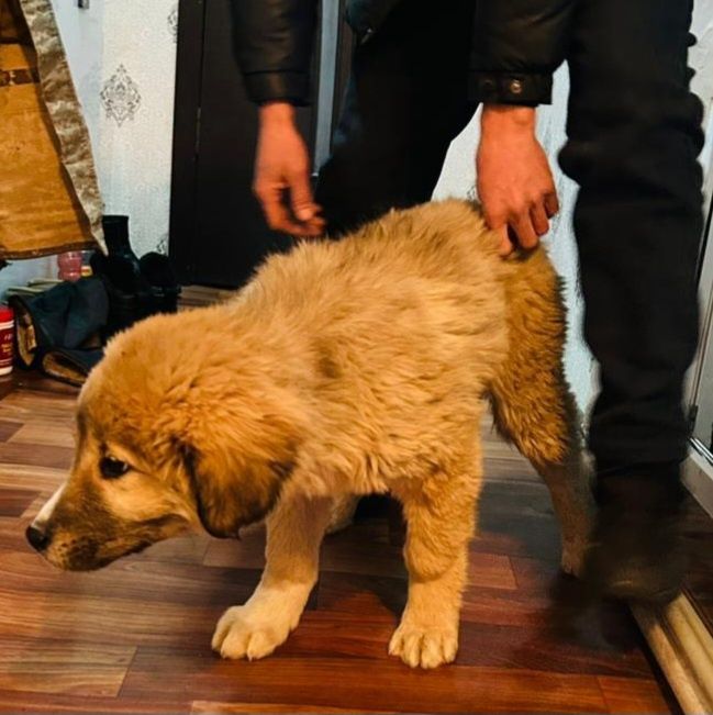 Тобет еркек кушик сатылады