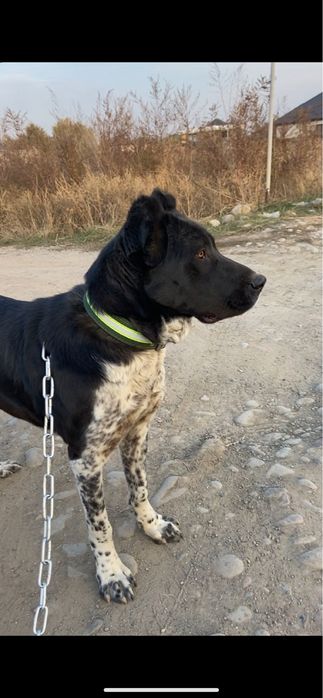 Алабай щенок 1 жас