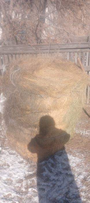 Продам сено житняк. Цена 4000