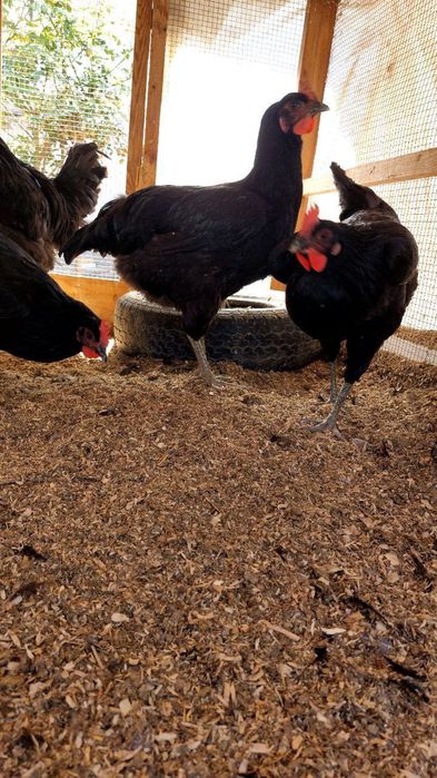 Ayollar erkaklar jinsiy janjalni urishadi