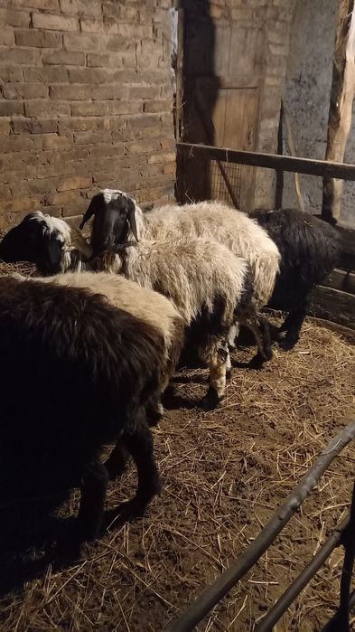 Баран кошкарик на развод