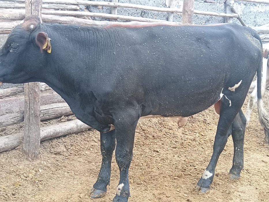 Продам 2х быков ,в селе Абылайхан Бурабайский район