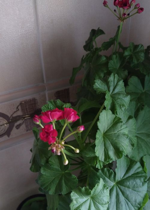 Комнатные растение