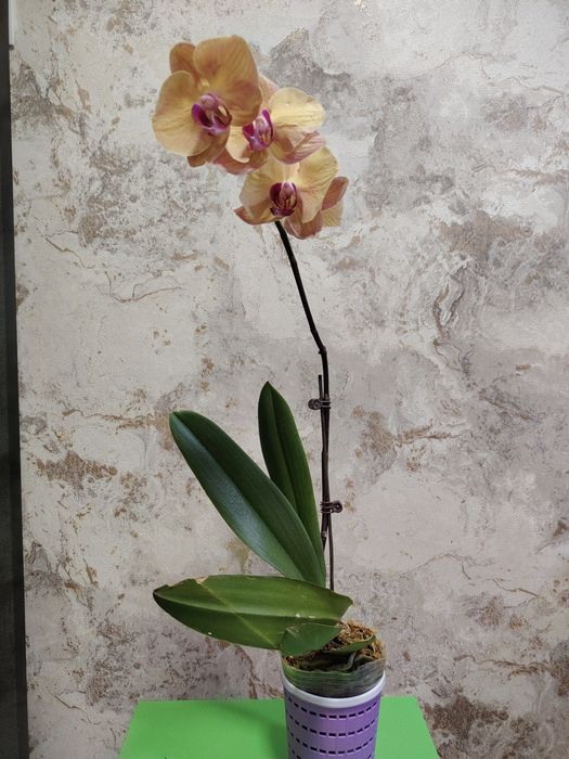 орхидеи по выгодной цене