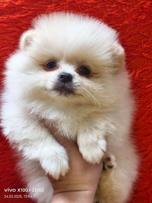 Очаровательные щенки шпица.