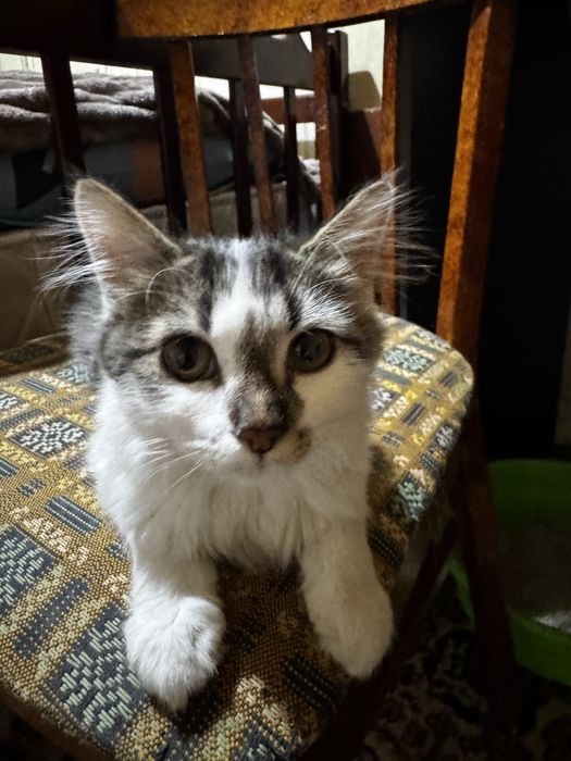 Котёнок (бесплатно)