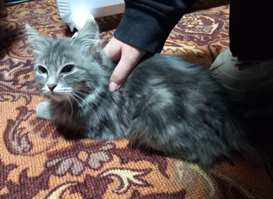 Срочно отдам котёнка, девочка