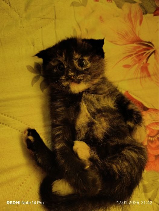 срочно!!!
3 месячная
к лотку приучена, девочка
лоток л