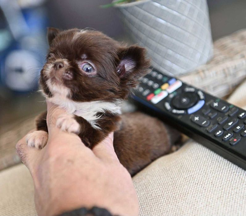 Мъжко дългокосместо мниатюрно шоколадово чихуахуа