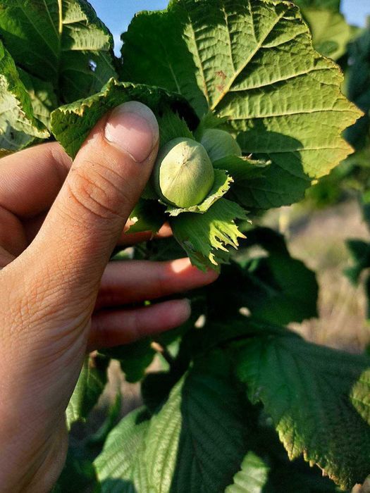 Продава се Земеделски имот в с. Драчево, Област Бургас -  кв.м за 2408 €/дка - Снимка #7