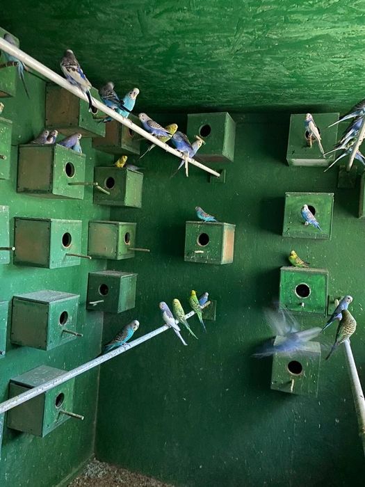 Vand peruși din crescatoria proprie