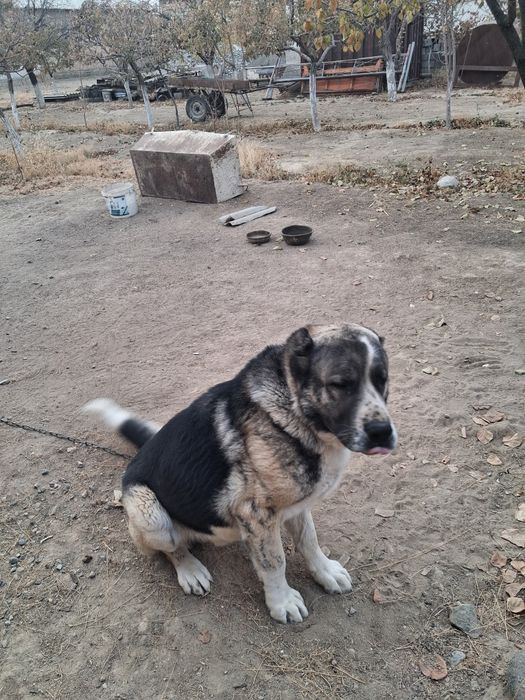 Төбет ит сатылады