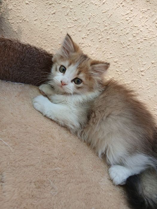 Onasi fold Otasi hayland shinshila  shulani bollalari sotuvda,ogil