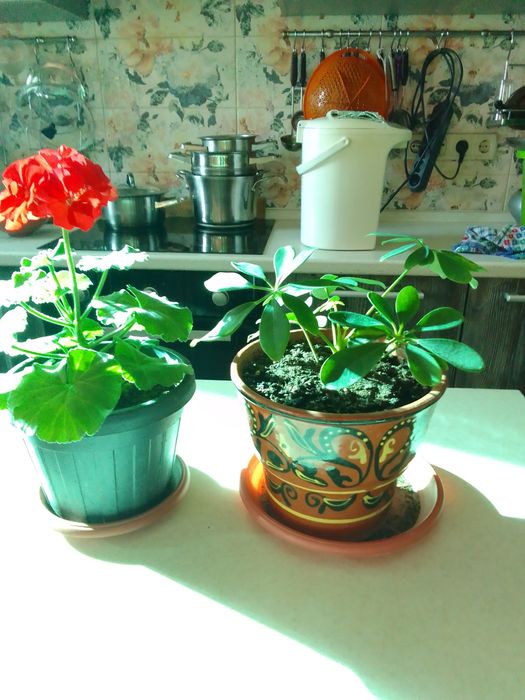 Комнатные цветы .