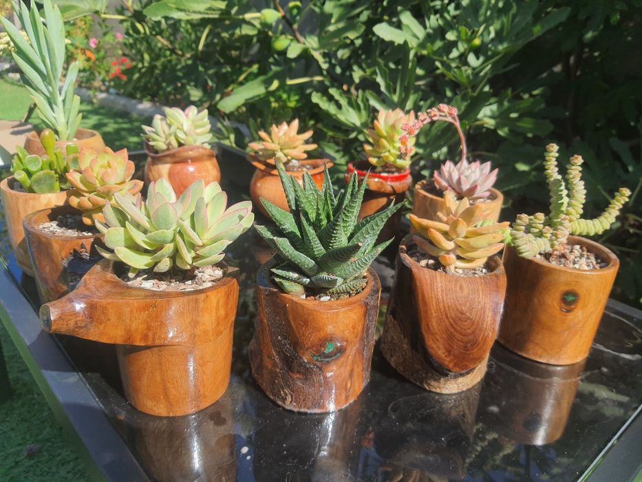 Marturii nunta si ghivece handmade cu plante suculente