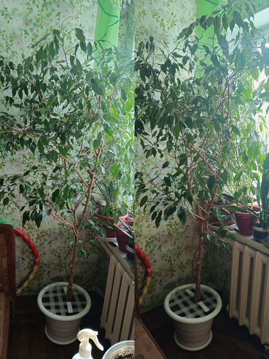 Продам цветочки разные