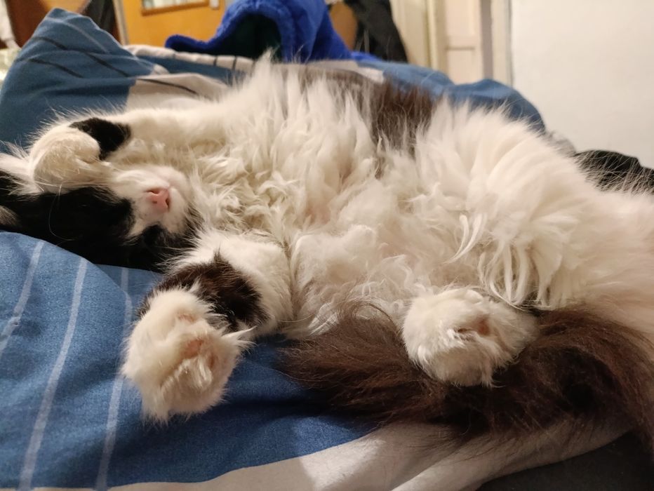 Крупный пушистый кот