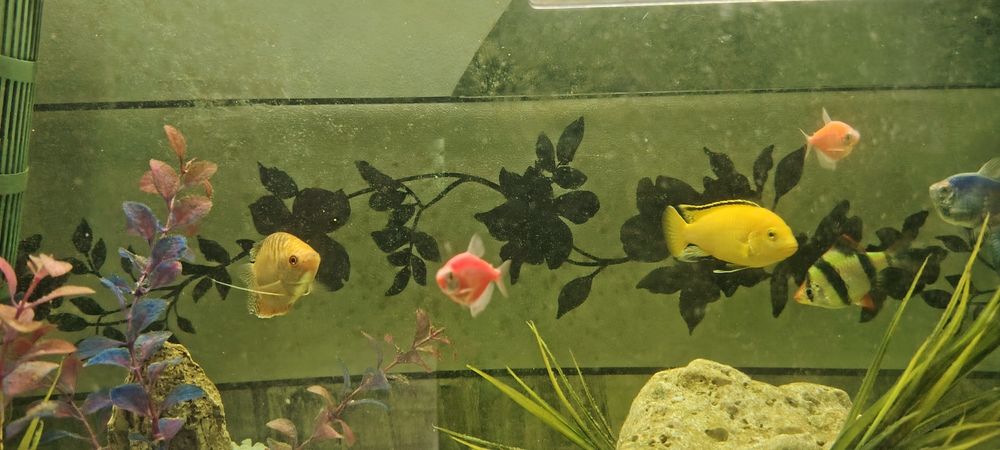 Acvariu 120 l complet