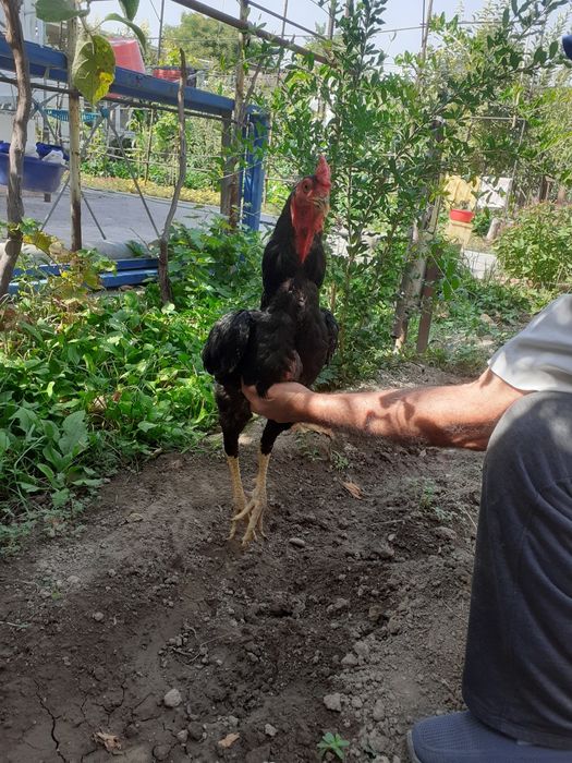 Zotdor Xòroz 1 yosh