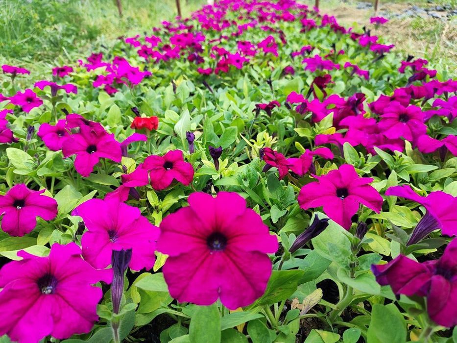 Bahor gullari pituniya salvia shafron bananza