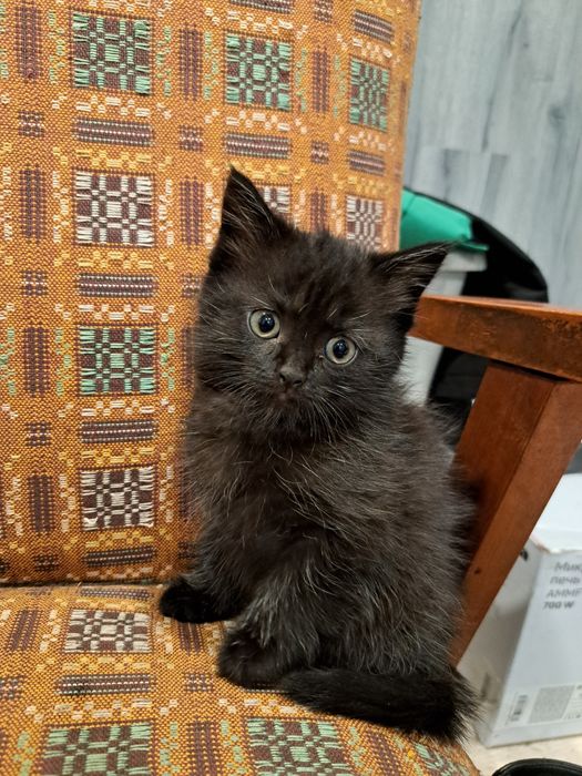 Отдам котят 1,5 мес