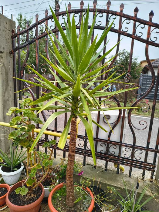 Van yucca și arbore de cauciuc ,diferite mărimi