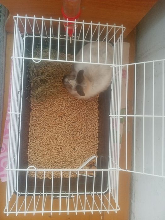 Декоративный кролик в клетке с приданным