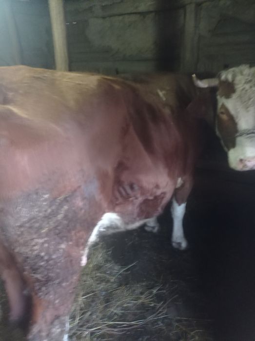 Vaca de vânzare Baltă Românească