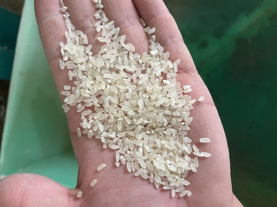 Күріш (рис) сатылады