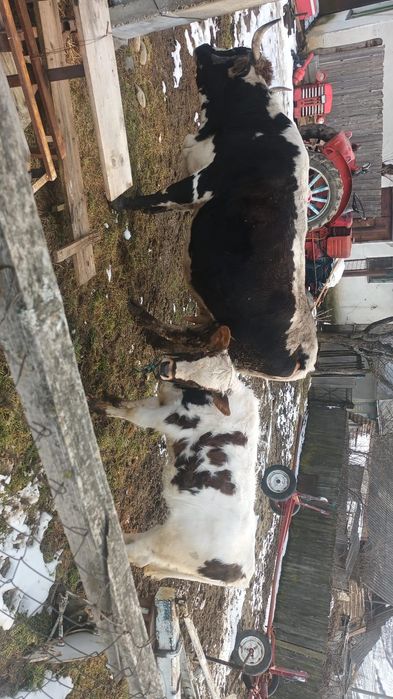 Vacă cu junca de vânzare!!