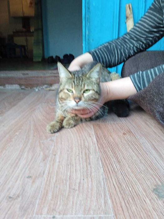 Котята в добрые руки !