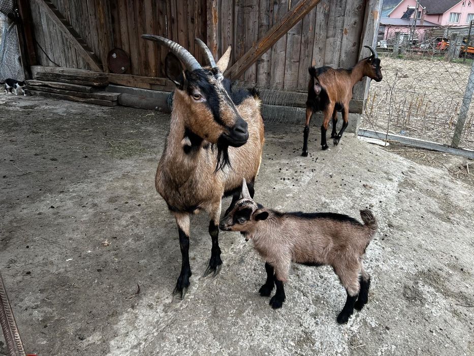 Capră de vânzare cu un ied