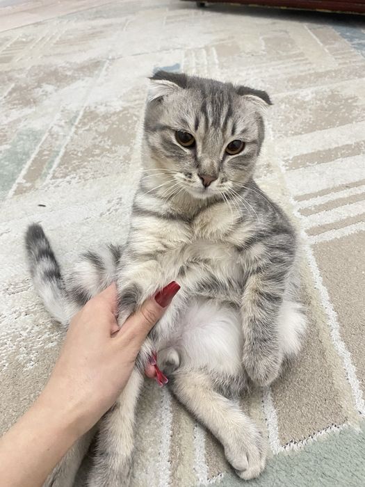 Продам котика в хорошие руки