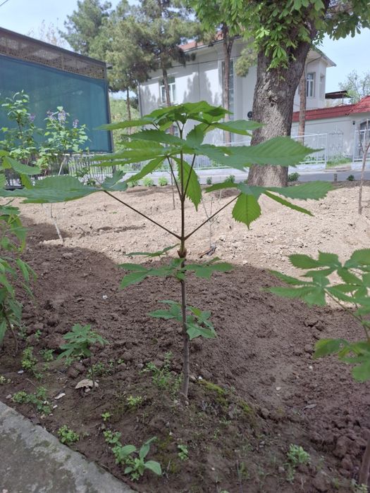 Kashtan ko'chatlari bor