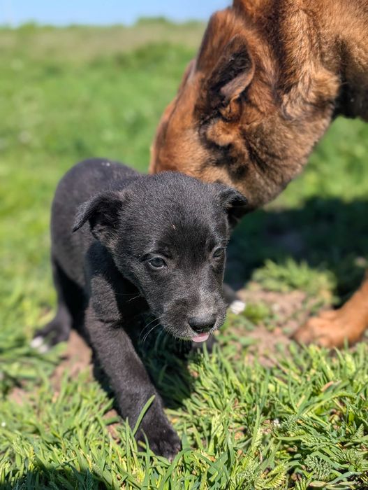 Енергични кученца кръстоска (Питбул териер x Белгийска овчарка) – за активни стопани