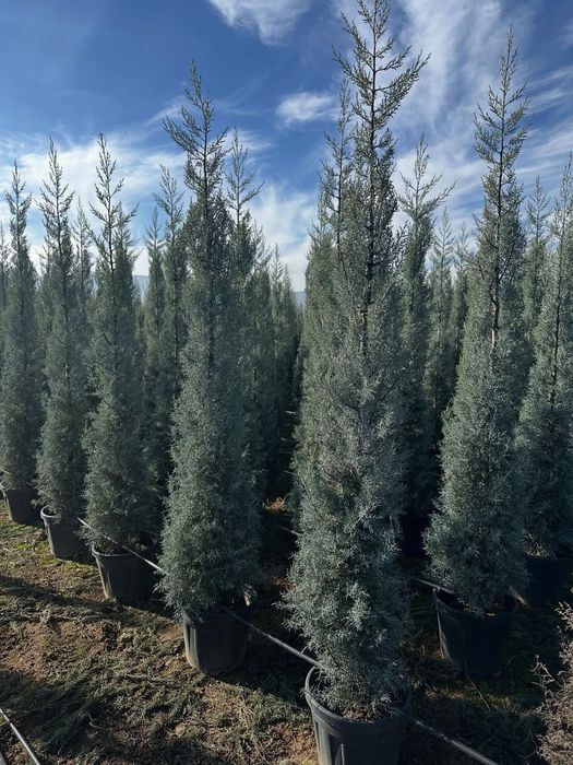 Акция! Кипарис Аризоника Хидли 2.5 метргача