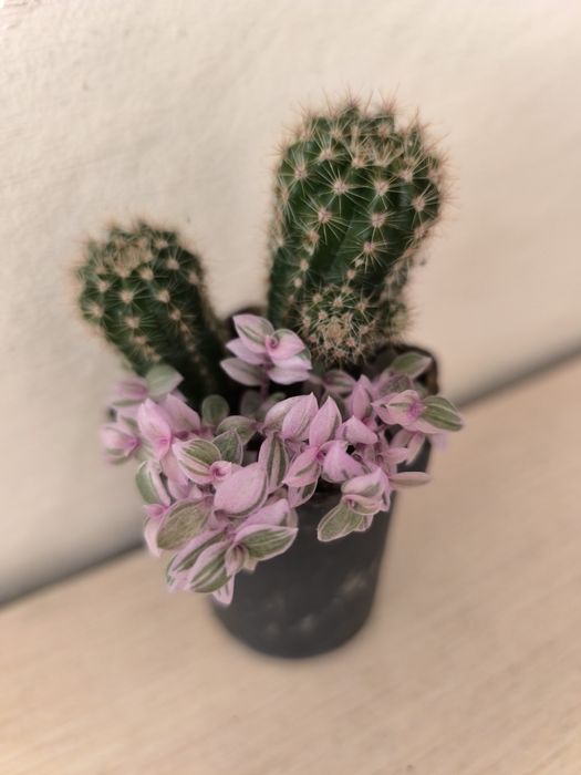 Суккуленты разные недорого продам