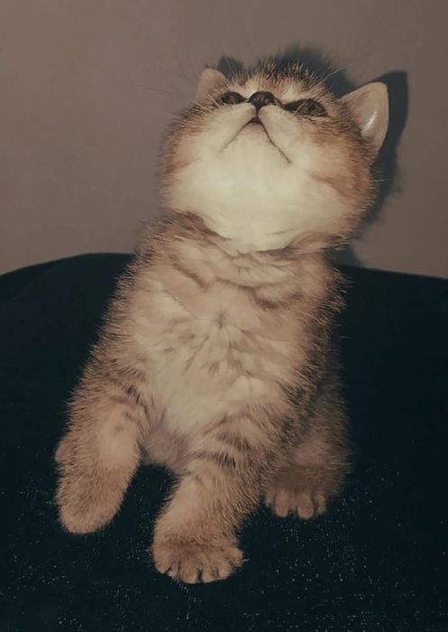 Британский Шиншилла