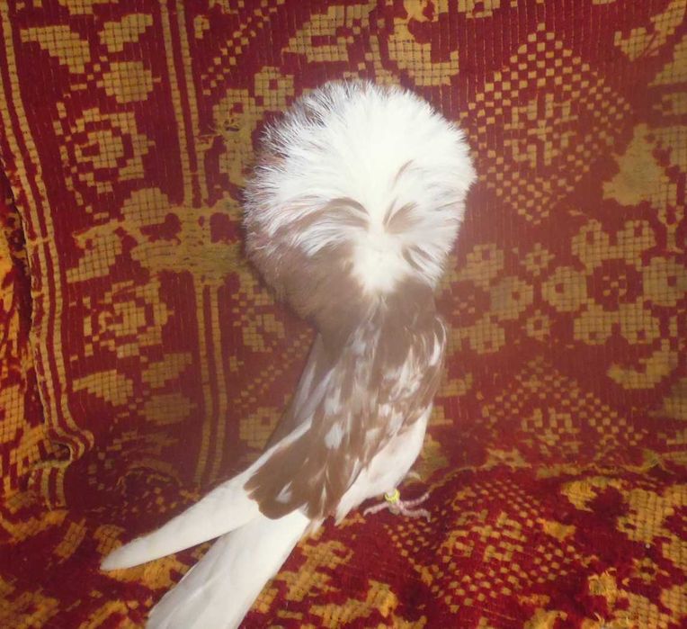 Porumbei Ornament (Maria Stuard)