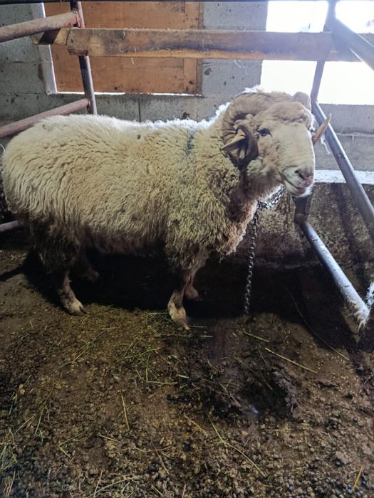 Продам кошкара за 140 000 тенге