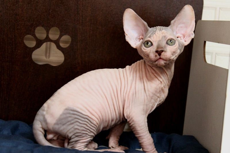 Котята сфинксы. Доставка