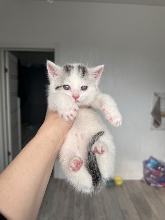 Котята девочки ищут дом