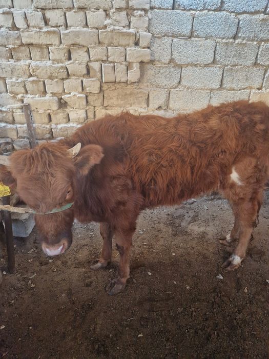 Осы кашар сатыла 320000