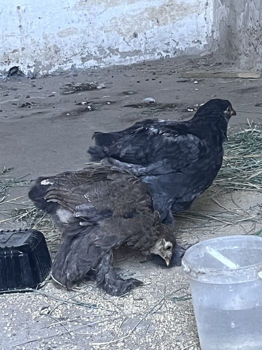 Брама балапан…..