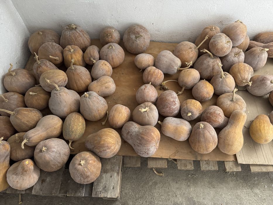 Продам домашнюю тыкву